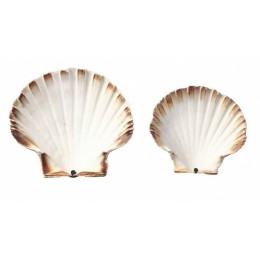 Coquille Saint Jacques vide naturelle 13 cm - par 200