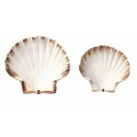 Coquille Saint Jacques vide naturelle 13,5 cm - par 160