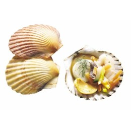 Mini coquille Saint Jacques vide ⌀ 5 cm - par 50