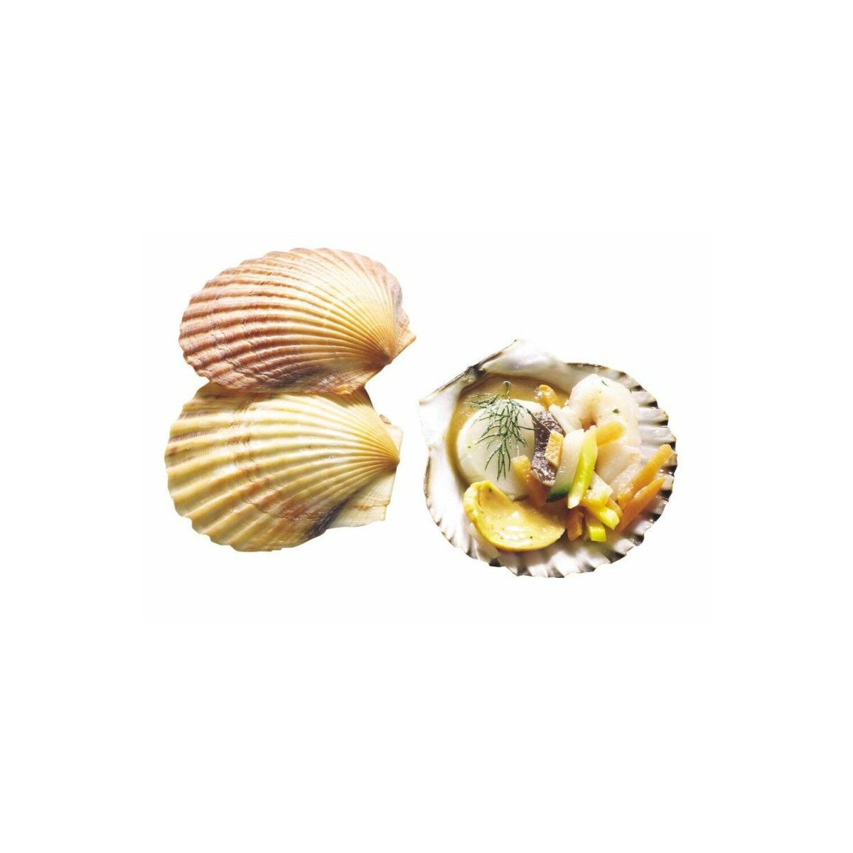 Réplique En Plastique De Coquille Navale 5 Pouces (38cal) Pour Vos Douilles En Laiton
