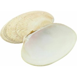 Coquilles de palourdes naturelles - par 100