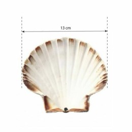 Coquille Saint Jacques vide naturelle 13 cm - par 200