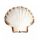 Coquilles Saint-Jacques